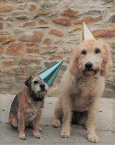 dogs in party hats