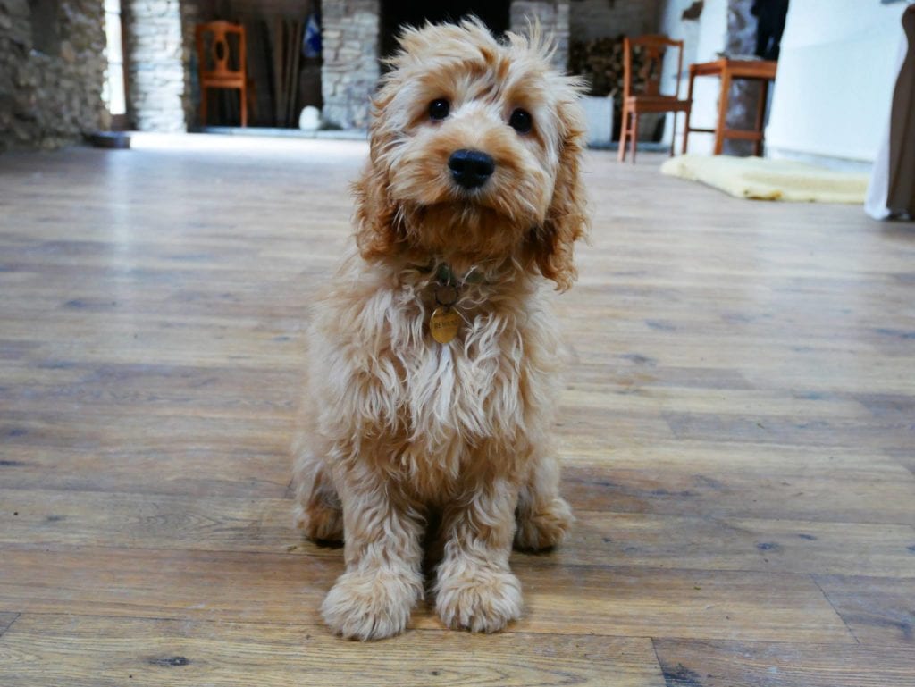 Puppy on wooden floor