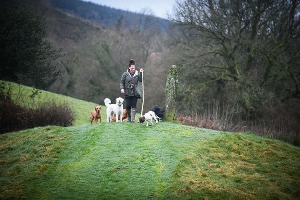  Sian Richards in the rural landscape of the farm, walking some of it's residents.