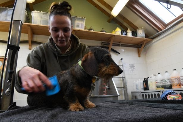 Staff member Natalie Begley grooms Wilson 