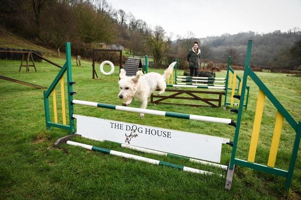 Lucas terrier Charlie tries out the obstacle course