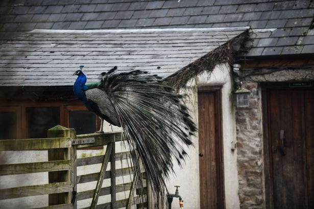 One of the centre's peacocks